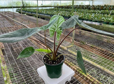 4" Alocasia Scalprum (Sale)